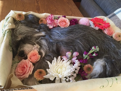 dead dog with flowers